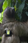 image of sloth