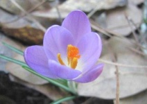 image of flower