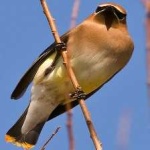 image of bird