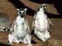 image of madagascar_cat