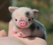 image of pig