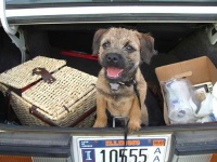 image of border_terrier