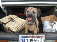 image of border_terrier #20