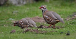 image of partridge