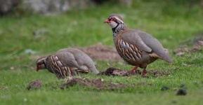 image of partridge #7