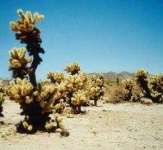 image of joshua_tree