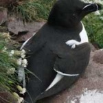 image of bird