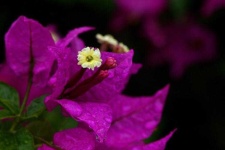 image of flower