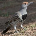 image of bird