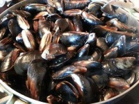 image of mussels #15