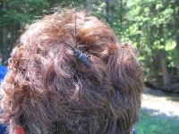 image of long_horned_beetle