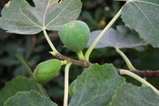 image of fig