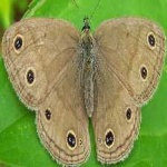 image of animal