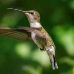 image of bird
