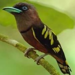image of bird