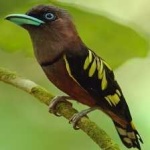 image of banded_broadbill #9