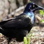 image of bird