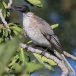 image of bird