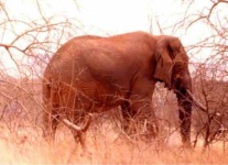 image of tusker