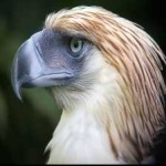 image of bird