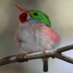 image of bird
