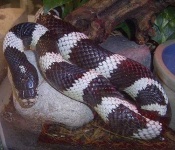 image of king_snake