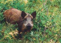 image of boar #34