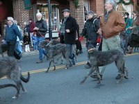 image of scottish_deerhound