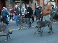 image of scottish_deerhound #24