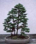 image of bonsai #2