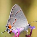 image of animal