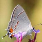 image of hairstreak #31