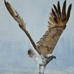 image of bird