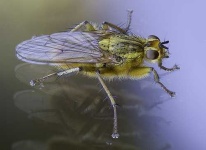 image of fly #31