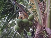image of titi