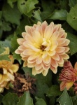 image of flower