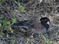 image of junco