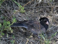 image of junco #31