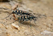 image of tiger_beetle
