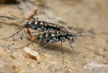 image of tiger_beetle #12