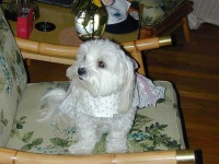 image of maltese_dog