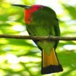 image of bird