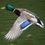 image of bird