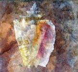 image of conch