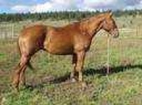 image of sorrel