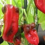 image of fruit_and_vegetable