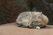 image of grey_fox
