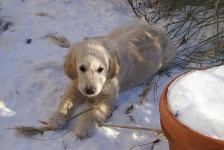 image of golden_retriever