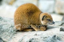image of mongoose