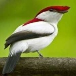 image of bird